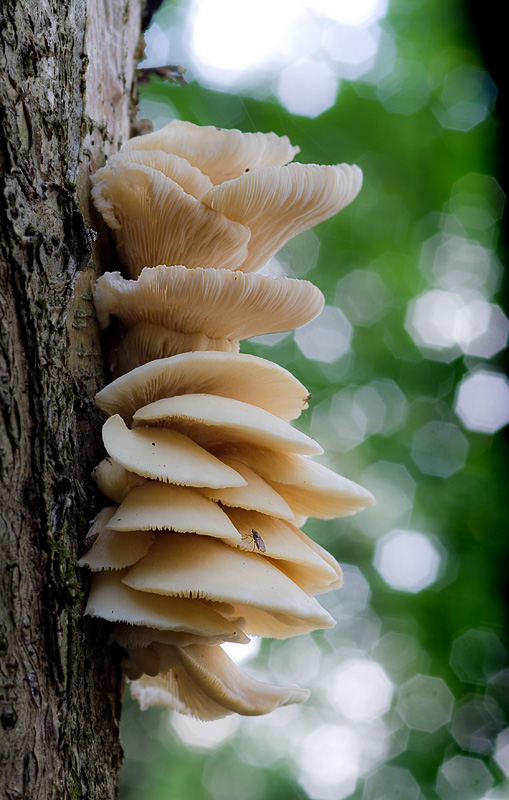 Pleurotus pulmonarius